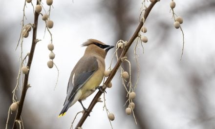 Photo Of The Day By Kathy Lichtendahl