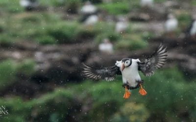 reCOMPOSE Podcast 035: Back Button Focus