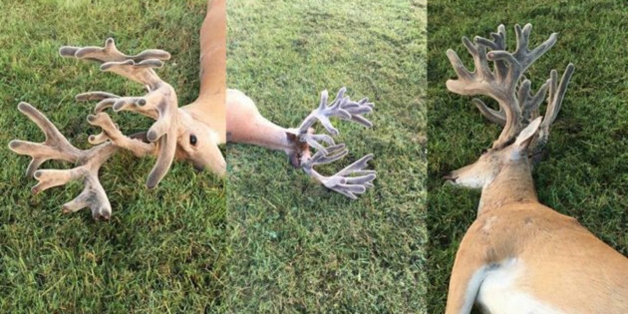 Remember This Giant Velvet Buck Found on the Road?