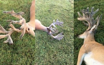 Remember This Giant Velvet Buck Found on the Road?