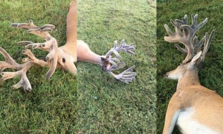 Remember This Giant Velvet Buck Found on the Road?