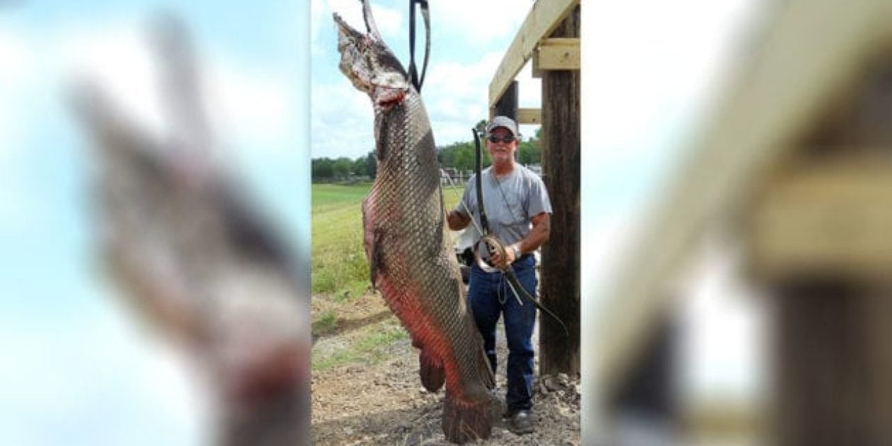 Remember This Massive Texas Alligator Gar?