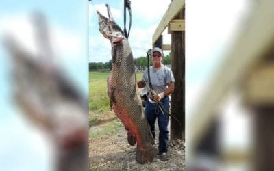 Remember This Massive Texas Alligator Gar?