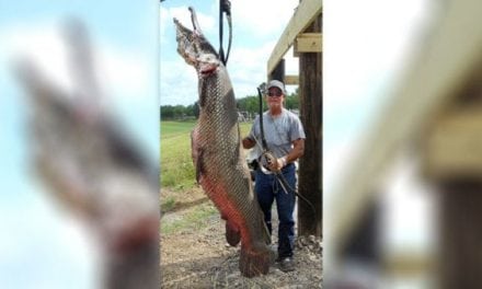 Remember This Massive Texas Alligator Gar?