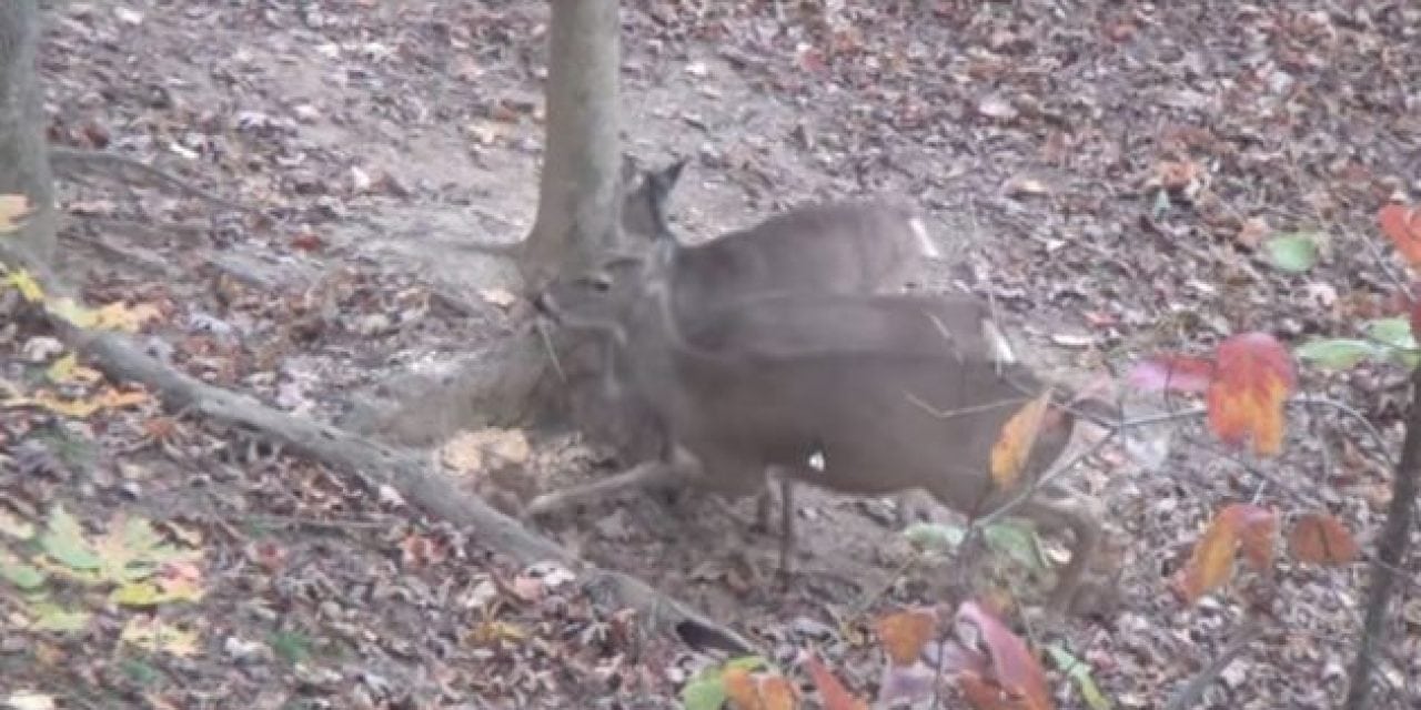Remember When This 12-Year-Old Arrowed Two Deer With One Shot?