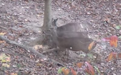 Remember When This 12-Year-Old Arrowed Two Deer With One Shot?