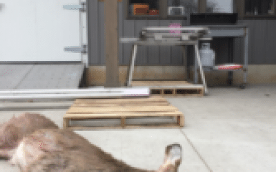 Schmidt: Michigan Deer Hunters Being Fed CWD Lies