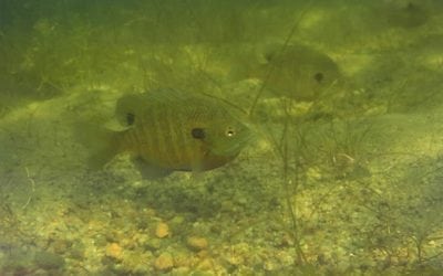 Spring Fish Die-Offs