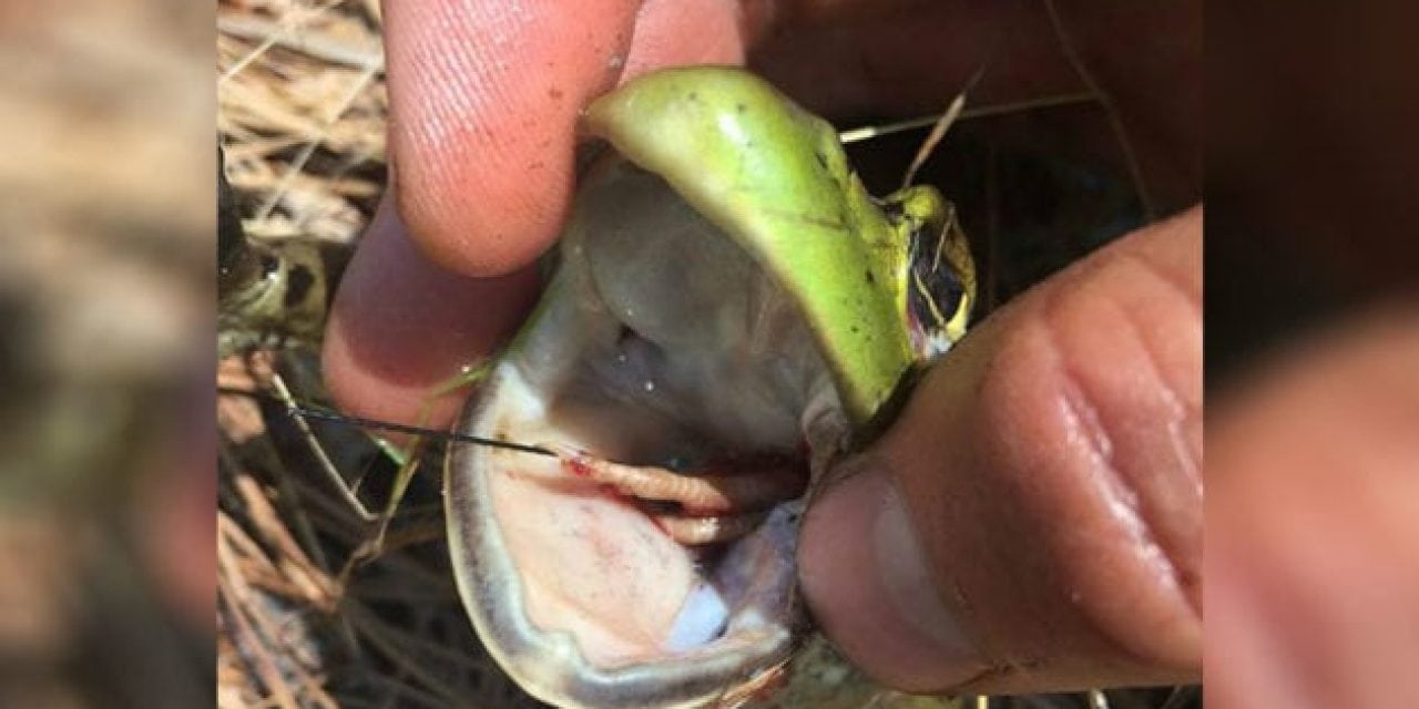 Tagged Northern Bobwhite Quail Discovered Inside Stomach of Bullfrog