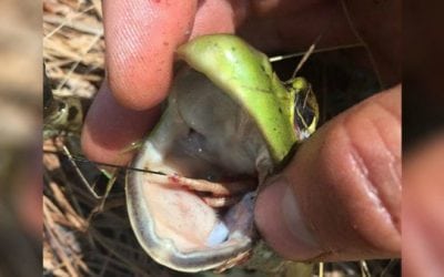 Tagged Northern Bobwhite Quail Discovered Inside Stomach of Bullfrog