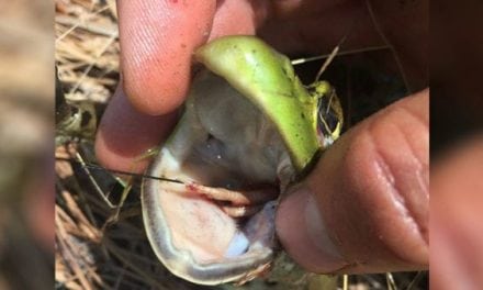 Tagged Northern Bobwhite Quail Discovered Inside Stomach of Bullfrog