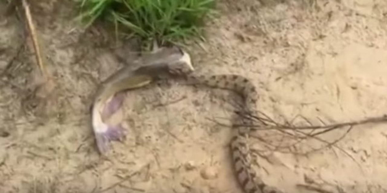 Texas Kid Reels in a Catfish with a Diamondback Attached