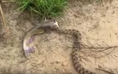 Texas Kid Reels in a Catfish with a Diamondback Attached