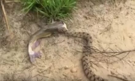 Texas Kid Reels in a Catfish with a Diamondback Attached