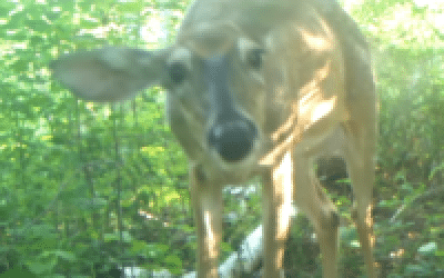 This Can’t Be Fun: Insects and Deer in Summer