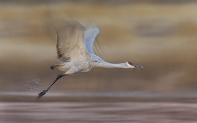 Three Action Quick Tips