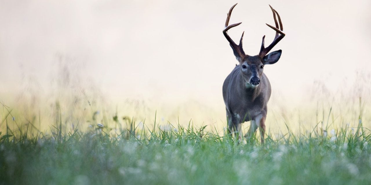 Trophy Hunting Outfitter Illegally Imported Deer, Banned for Life