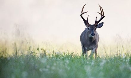 Trophy Hunting Outfitter Illegally Imported Deer, Banned for Life