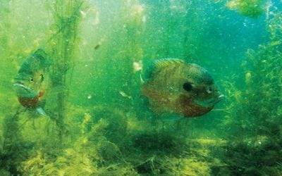Twenty Years of Aquatic Habitat Program