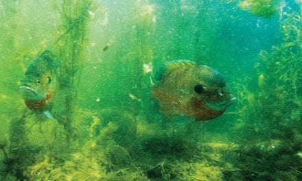 Twenty Years of Aquatic Habitat Program