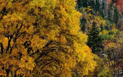 Understanding The Tripod Ban