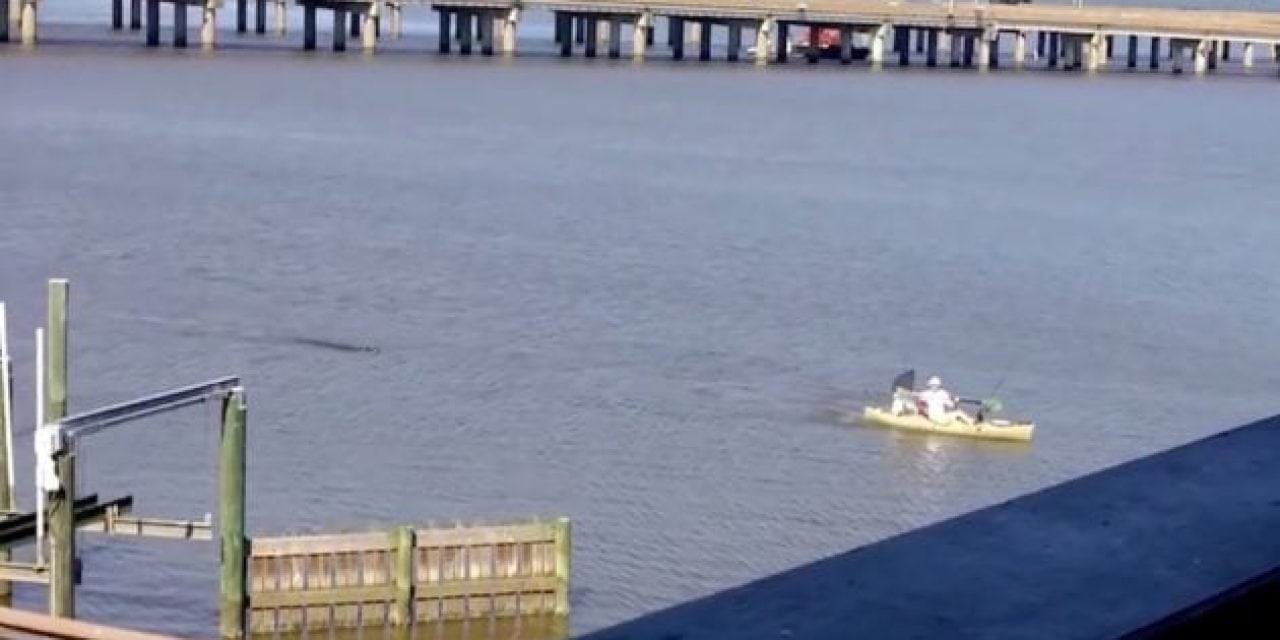 Video: Alligator Chases Alabama Kayaker