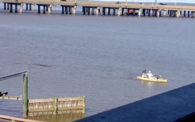Video: Alligator Chases Alabama Kayaker