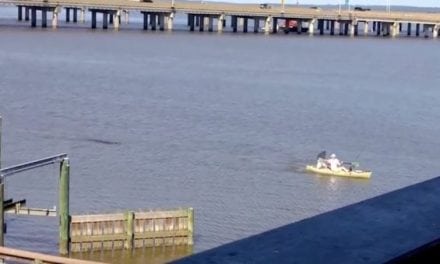 Video: Alligator Chases Alabama Kayaker