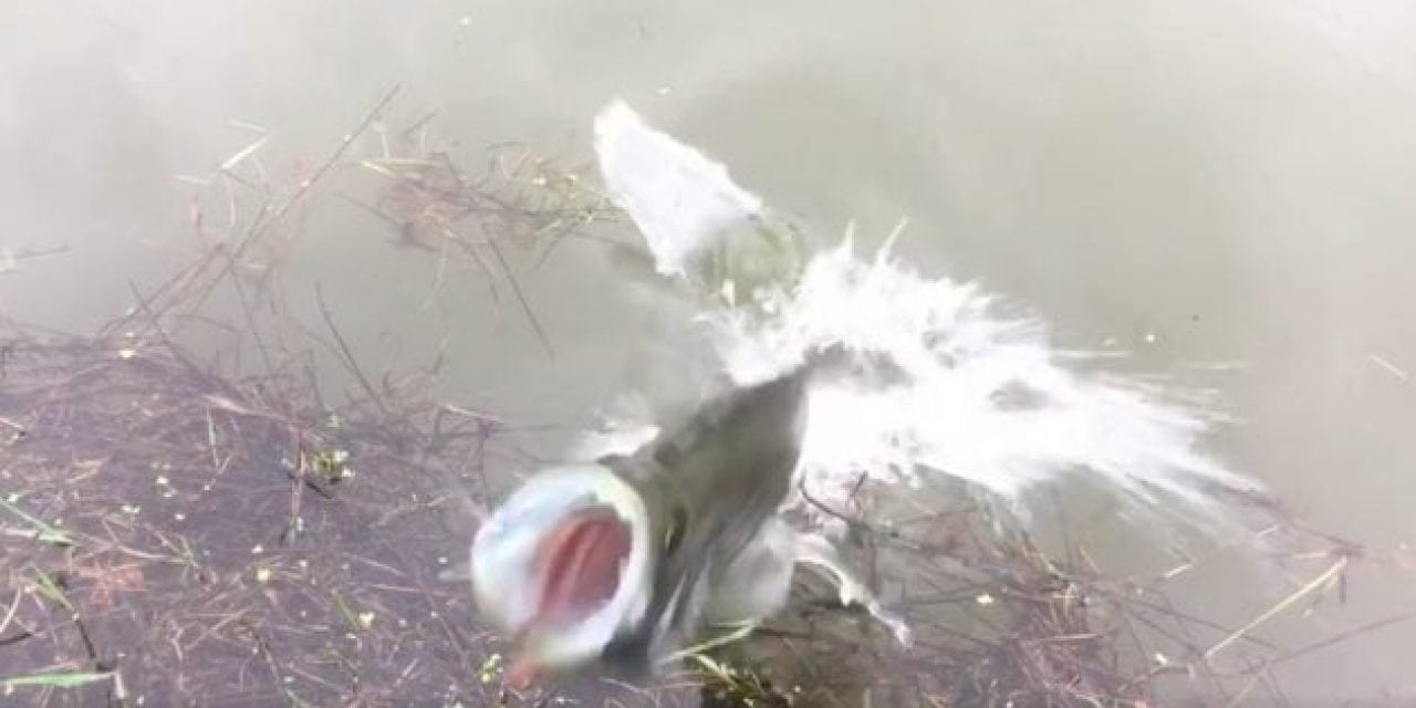Video: Crazy Crappie Comes Right Out of the Water to Protect Its Nest