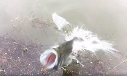 Video: Crazy Crappie Comes Right Out of the Water to Protect Its Nest