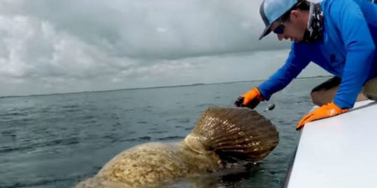 Video: Guy Pulled Overboard By a Simple Turn of Goliath Grouper’s Head