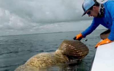 Video: Guy Pulled Overboard By a Simple Turn of Goliath Grouper’s Head