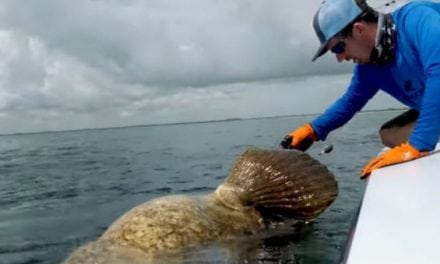 Video: Guy Pulled Overboard By a Simple Turn of Goliath Grouper’s Head