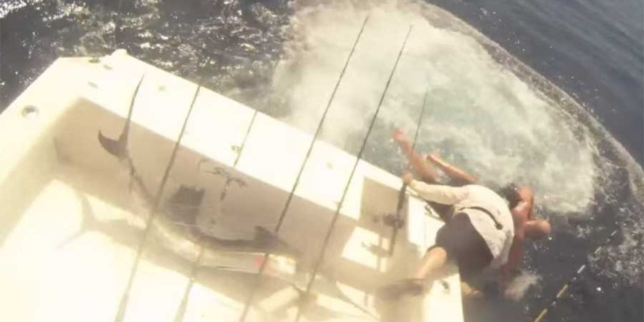 Video: Sailfish Jumps in Boat, Fishermen Jump Out