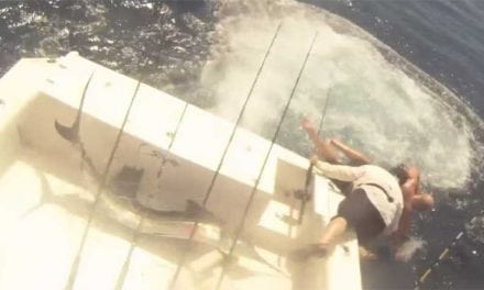 Video: Sailfish Jumps in Boat, Fishermen Jump Out