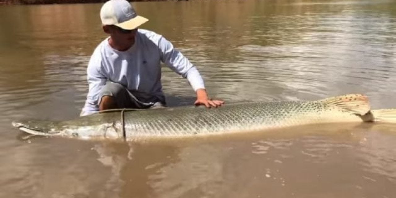 Video: The Fish Whisperer Lands an 8-Foot, 250-Pound Ancient Alligator Gar
