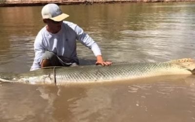 Video: The Fish Whisperer Lands an 8-Foot, 250-Pound Ancient Alligator Gar
