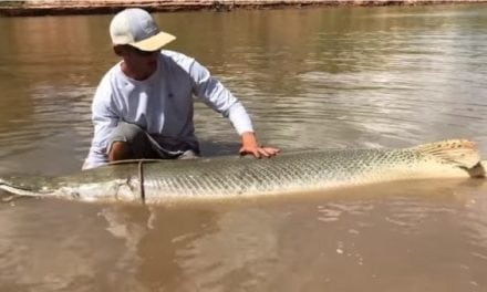 Video: The Fish Whisperer Lands an 8-Foot, 250-Pound Ancient Alligator Gar