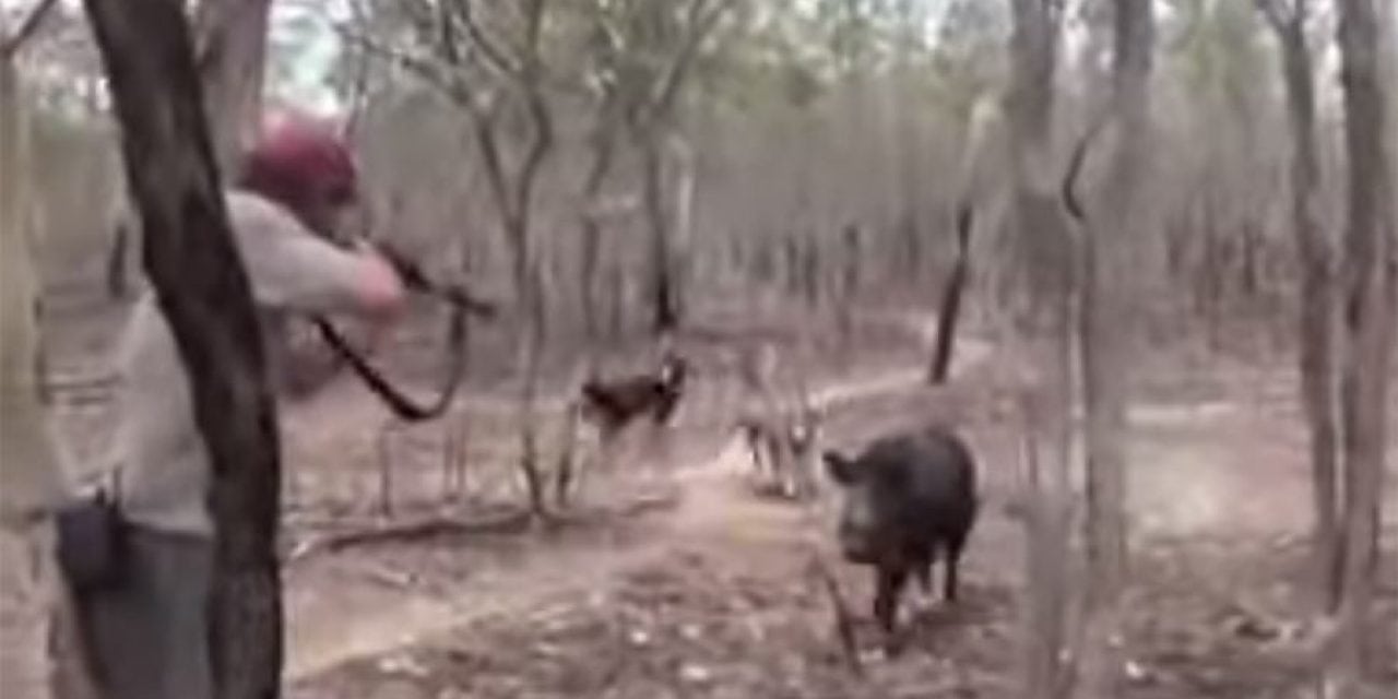 Video: When a Hog Hunt Goes South