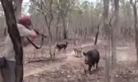 Video: When a Hog Hunt Goes South