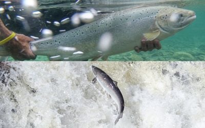 Wild Atlantic Salmon Numbers Drop Again
