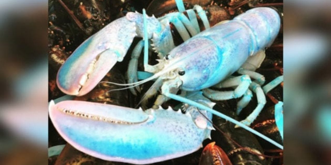 1-in-100-Million Cotton-Candy-Colored Lobster Caught