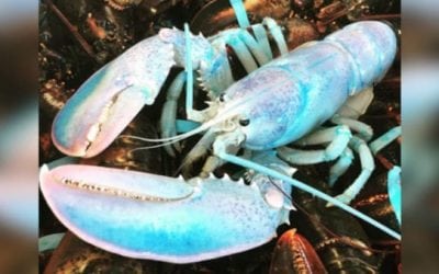 1-in-100-Million Cotton-Candy-Colored Lobster Caught