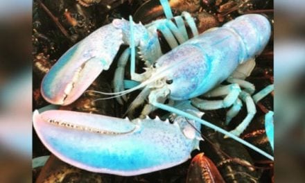1-in-100-Million Cotton-Candy-Colored Lobster Caught