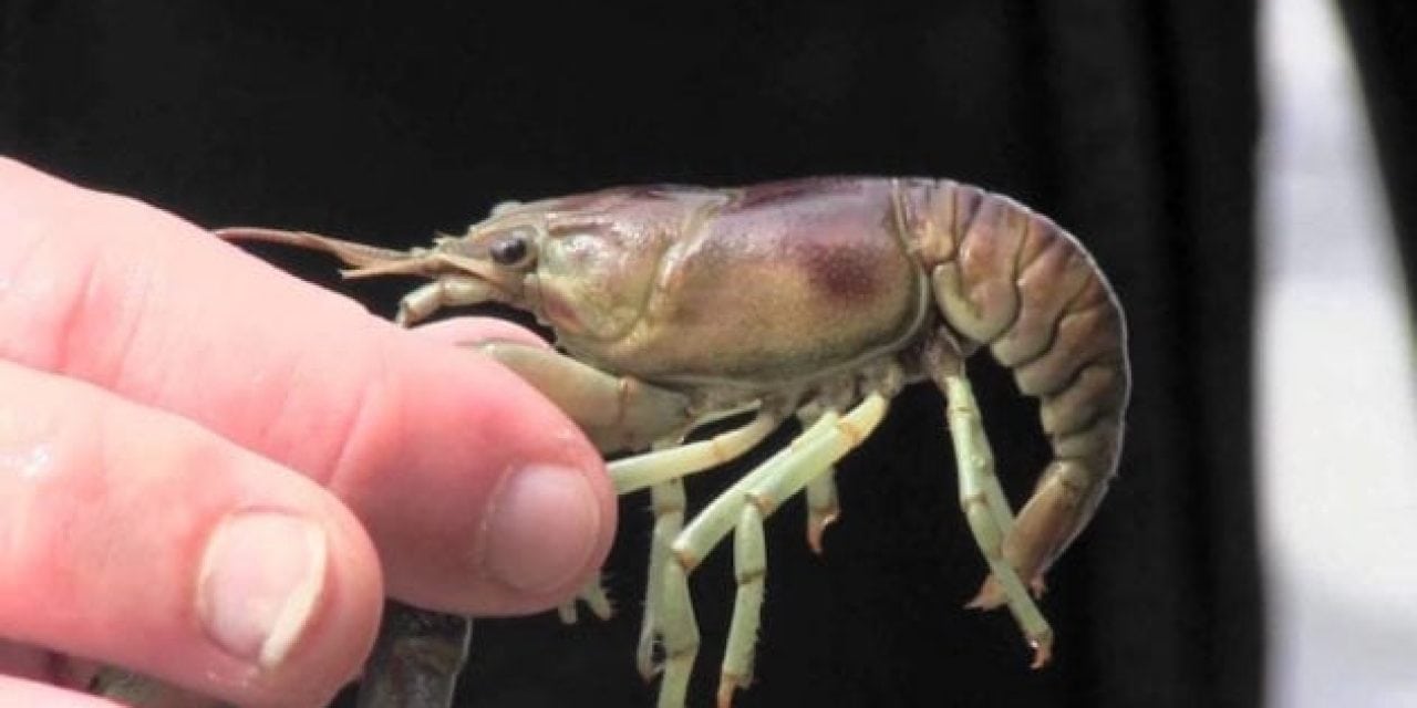 10 Animals That Eat the Most Crawfish