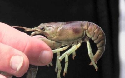 10 Animals That Eat the Most Crawfish