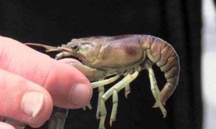 10 Animals That Eat the Most Crawfish