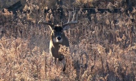 4 of the Best Deer Hunting YouTube Channels