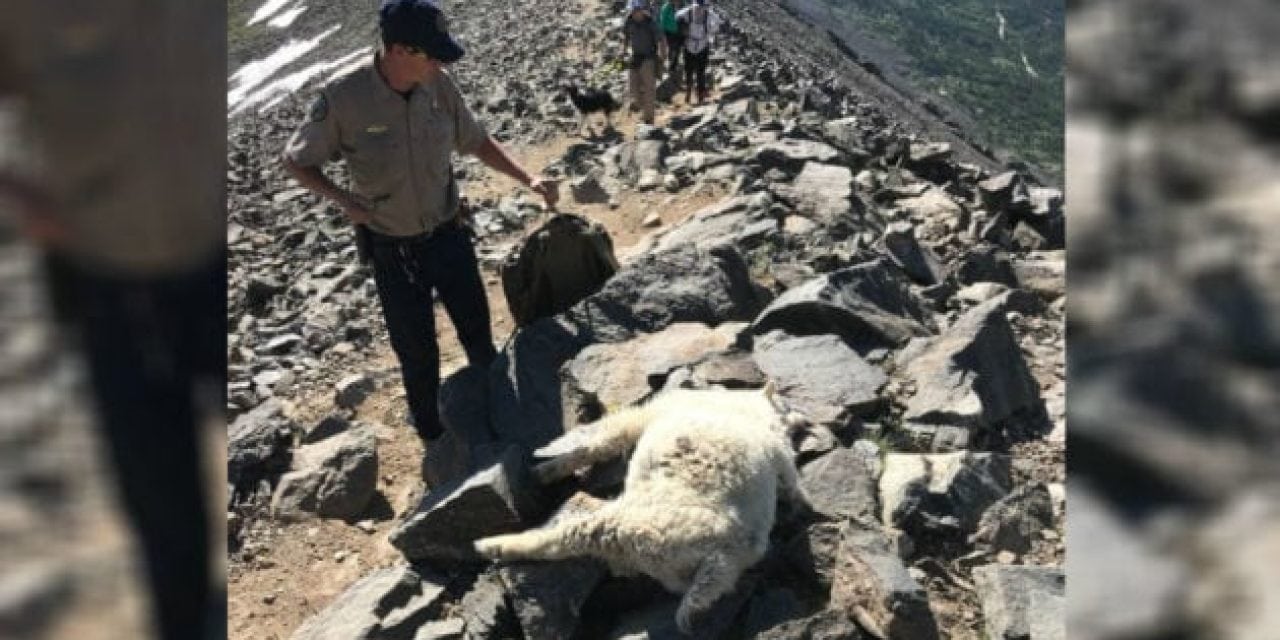 $5,000 Reward Being Offered in Colorado Mountain Goat Poaching Case
