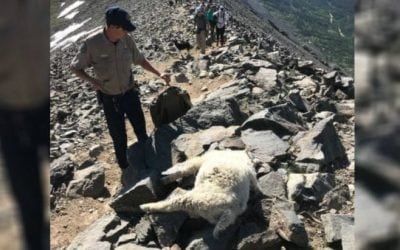 $5,000 Reward Being Offered in Colorado Mountain Goat Poaching Case